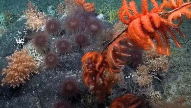 Marine Species, Life In Deep Sea, Scientists Found Treasure, Treasure In Deep Sea, Alien Like Species, Alien Like Species Found Underwater Mountains, Bizzare News, OMG News, Trending News, Viral News,