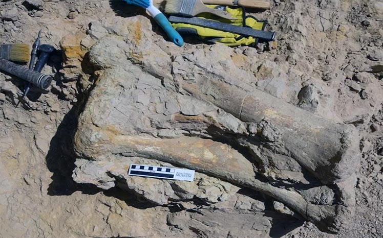 70 Million Years Old Dinosaur Fossil Found