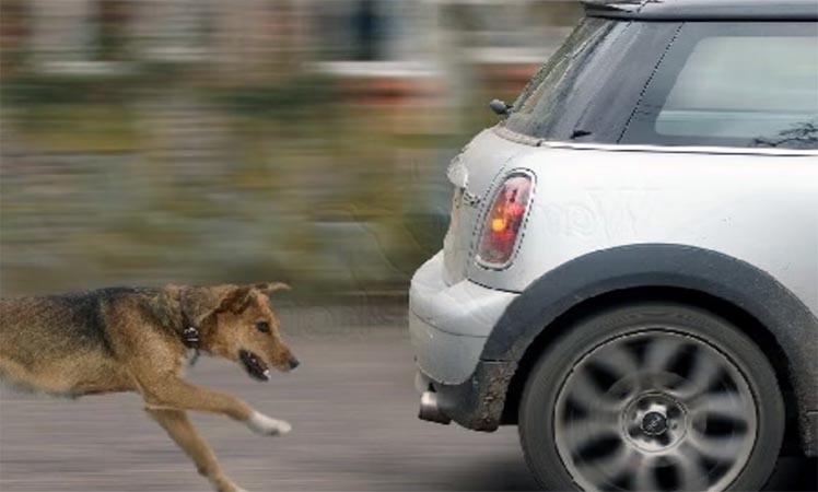 Why Do Dogs Chase Car, Why Do Dogs Chase Bikes, Dogs In Night, Stray Dogs, Pet dogs, Science News, Interesting Facts, Interesting News,OMG News, Knowledge News