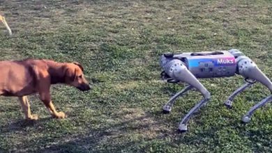 Science Meets Reality, Robot Dog, IIT Kanpur, Indie Dog Interacts With Robot Dog, Kutte Ke Samne Aa Aaya Robot Kutta, Stray Dog Encounters A Robot Dog, Viral Video, Trending Video, Dog Videos, Dog Lover, Stray Dog, Robotic Dog, Dog VS Mechanical Dog,