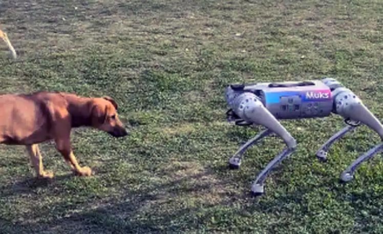 Science Meets Reality, Robot Dog, IIT Kanpur, Indie Dog Interacts With Robot Dog, Kutte Ke Samne Aa Aaya Robot Kutta, Stray Dog Encounters A Robot Dog, Viral Video, Trending Video, Dog Videos, Dog Lover, Stray Dog, Robotic Dog, Dog VS Mechanical Dog,