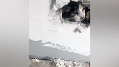 US Woman Rescues Cat Sealed In Wall, Woman Rescues Cat Sealed In Wall , viral video, Cat Sealed In Wall, trending video, Pennsylvania, United States