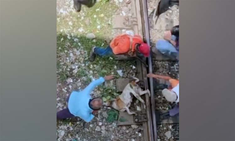 Dog Stuck In Railway Track, Viral Video, Rescue Operation, 