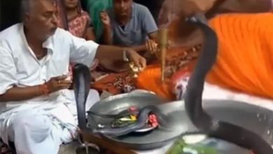 Snake Worshiping, Worship Of Cobra Snake, Viral Video, Ajab Gajab News, Trending Videos, Viral Video, Naag Pooja