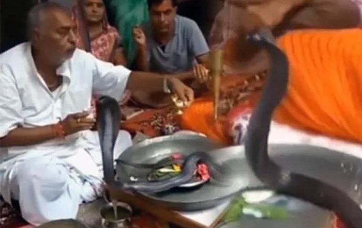 Snake Worshiping, Worship Of Cobra Snake, Viral Video, Ajab Gajab News, Trending Videos, Viral Video, Naag Pooja